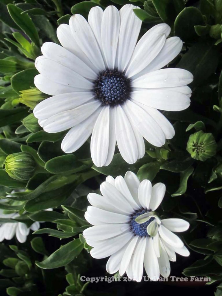 Osteospermum 'Serenity White Improved' | Urban Tree Farm Nursery