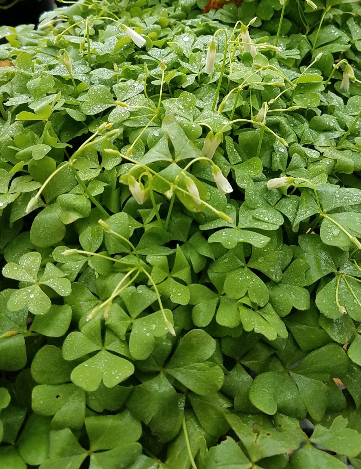 Oxalis crassipes White Pillow a