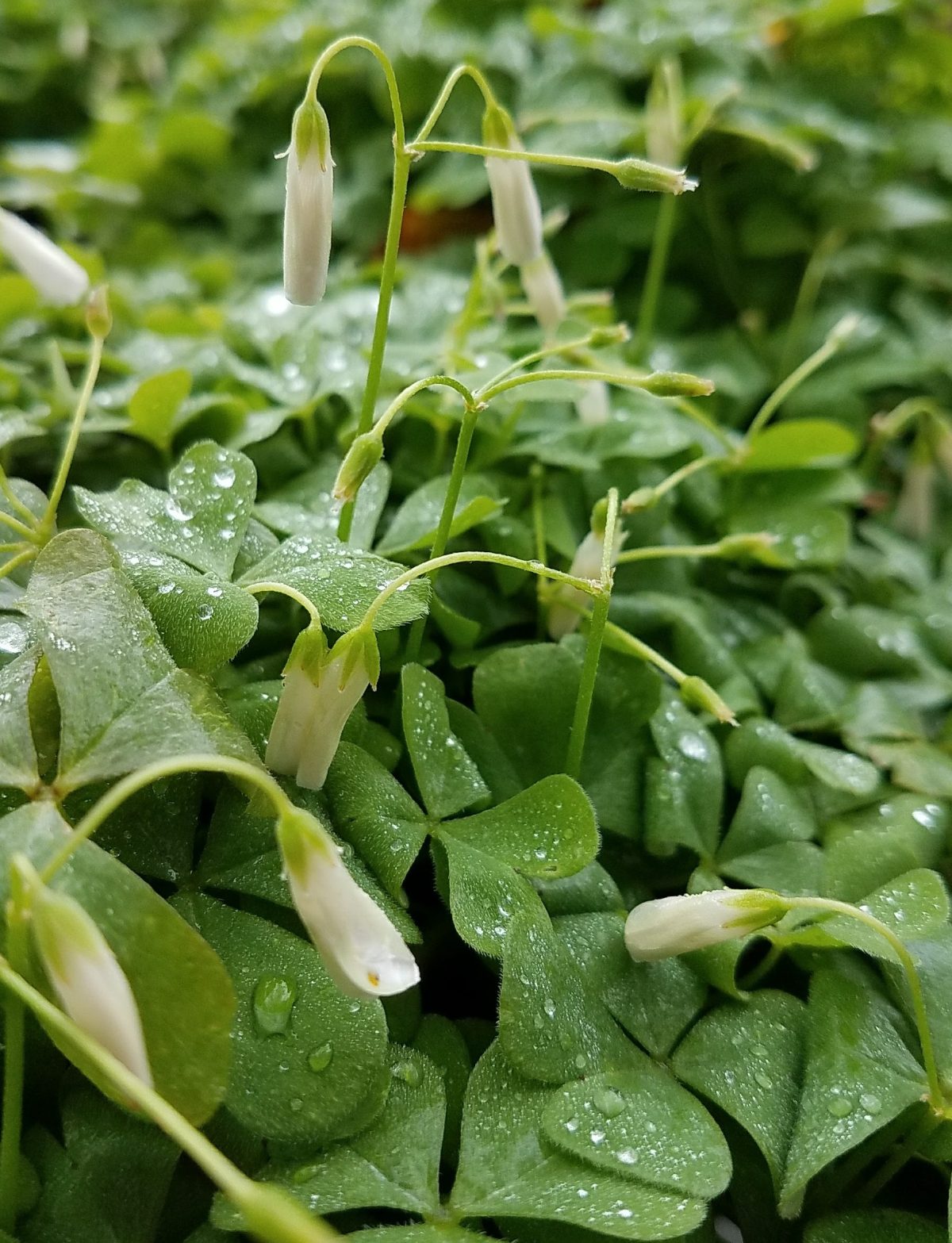 Oxalis crassipes White Pillow b