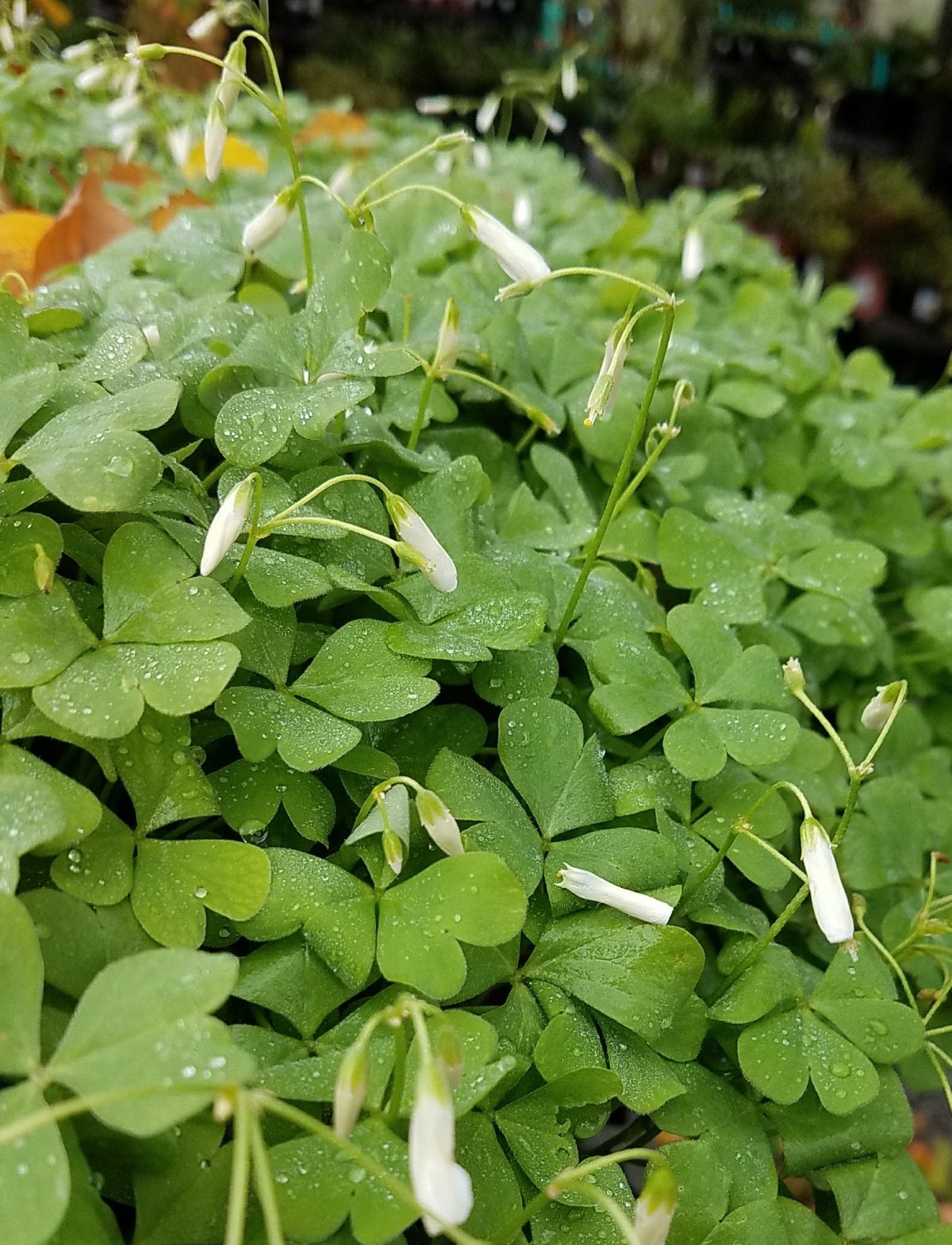 Oxalis crassipes White Pillow c