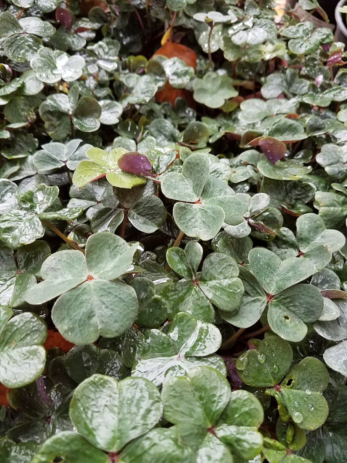 Oxalis oregana Klamath Ruby a scaled