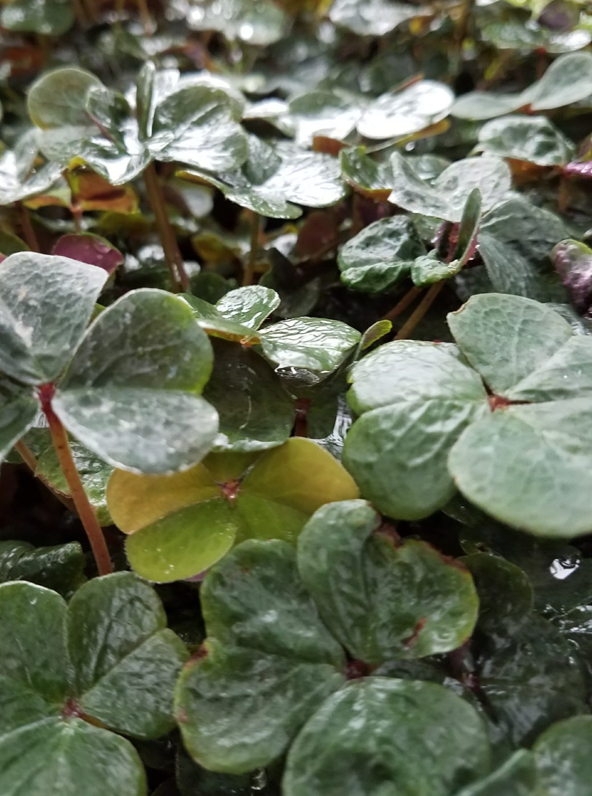 Oxalis oregana Klamath Ruby b scaled