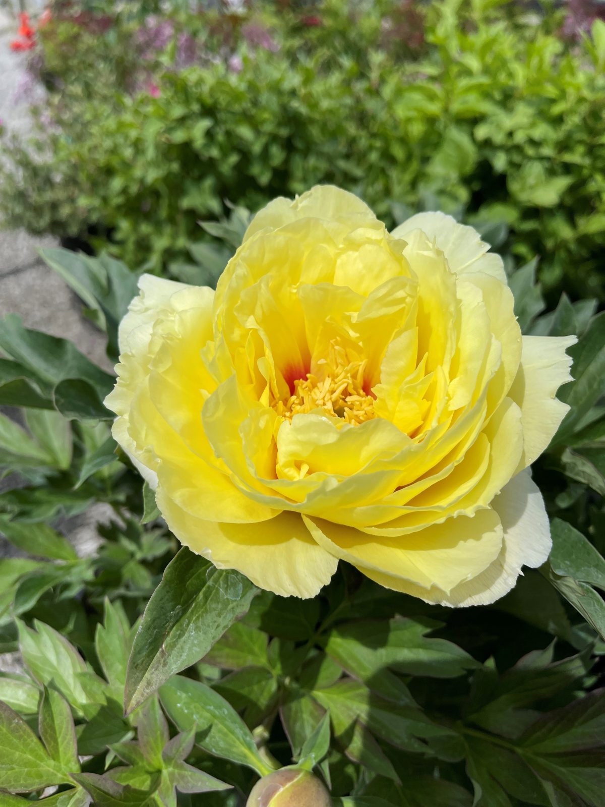 Paeonia Itoh x Bartzella a scaled