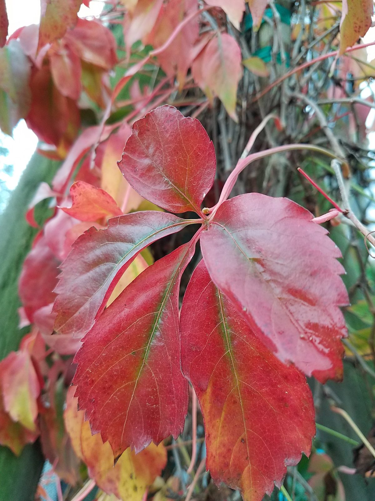 Parthenocissus quinquefolia a scaled