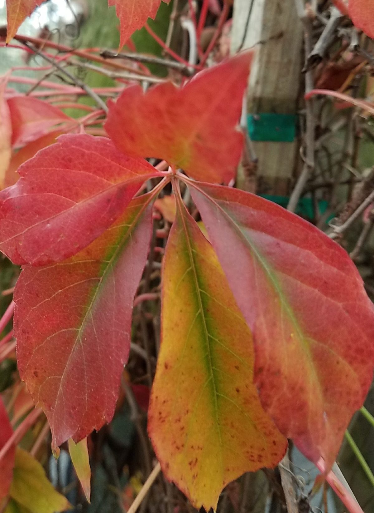 Parthenocissus quinquefolia b