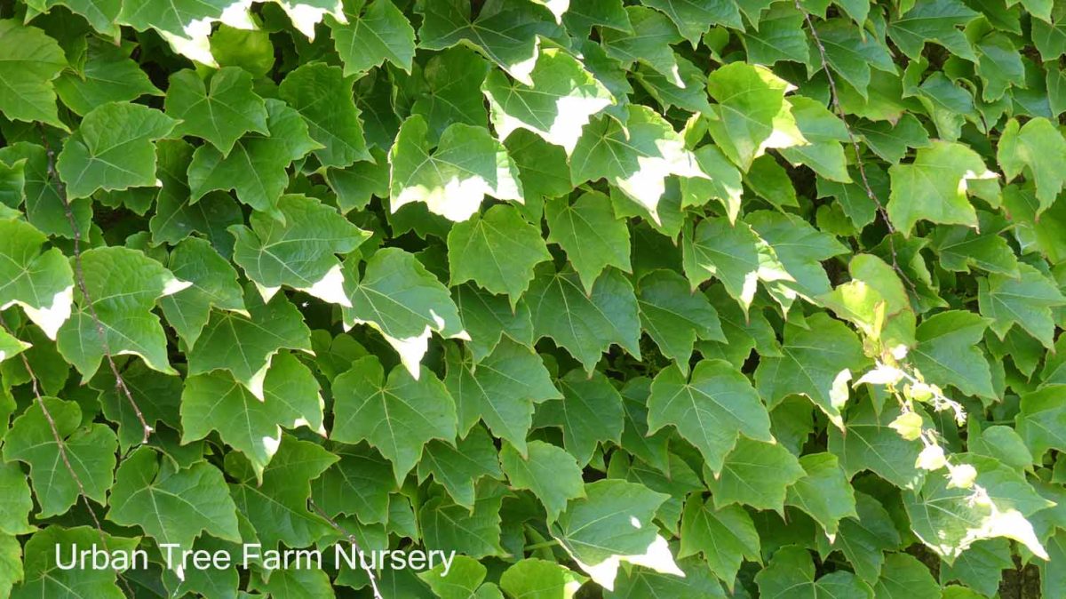 Parthenocissus tricuspidata