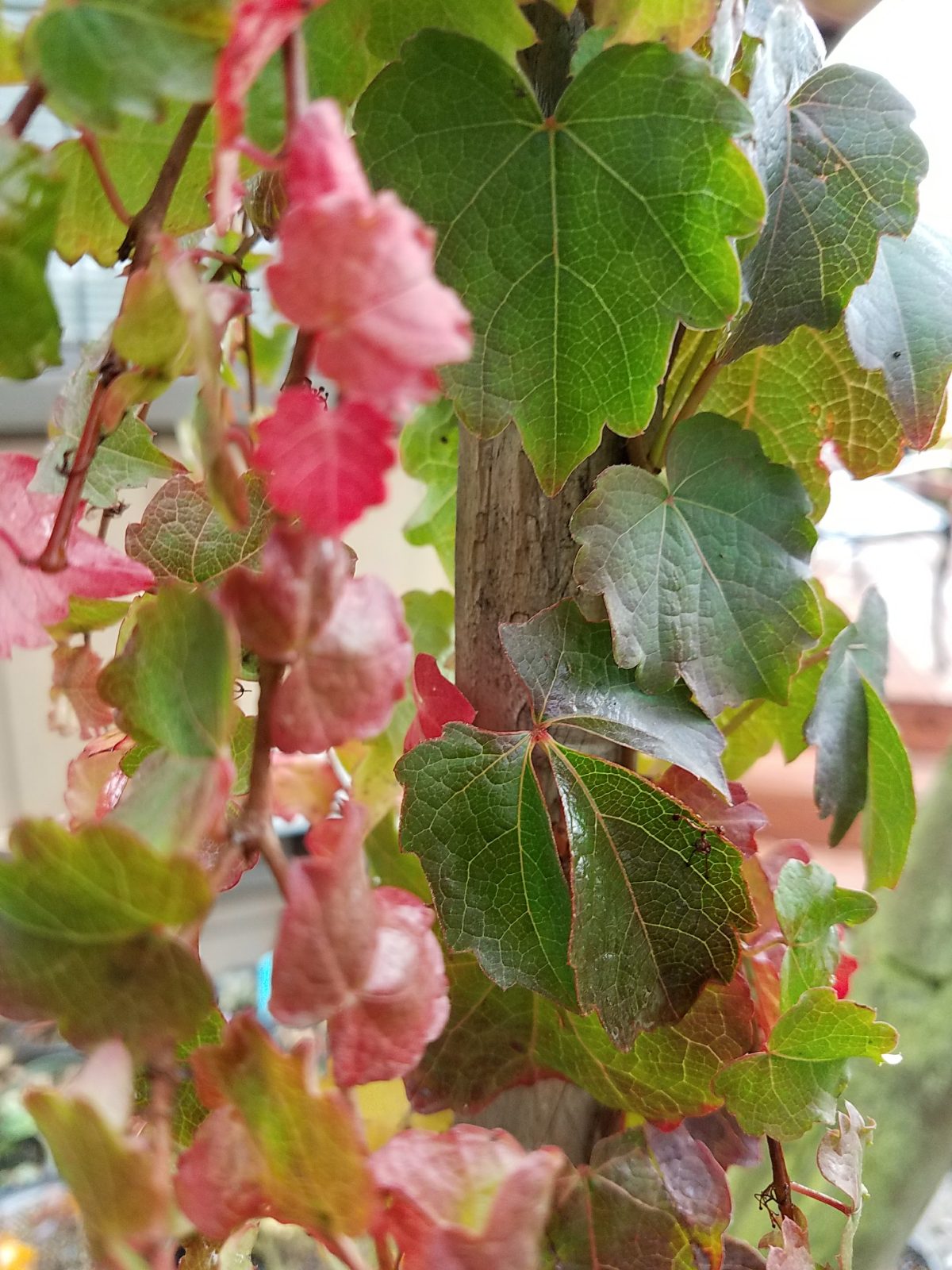 Parthenocissus tricuspidata Veitchii a scaled