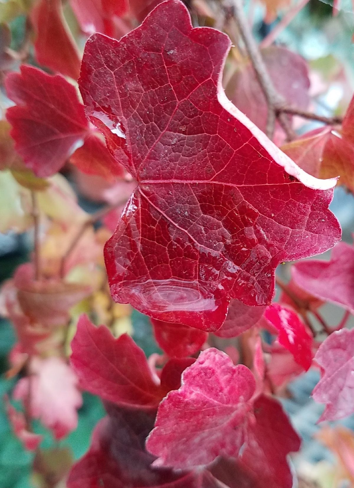 Parthenocissus tricuspidata Veitchii b