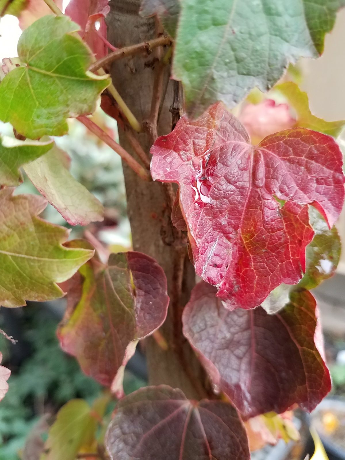 Parthenocissus tricuspidata Veitchii c scaled