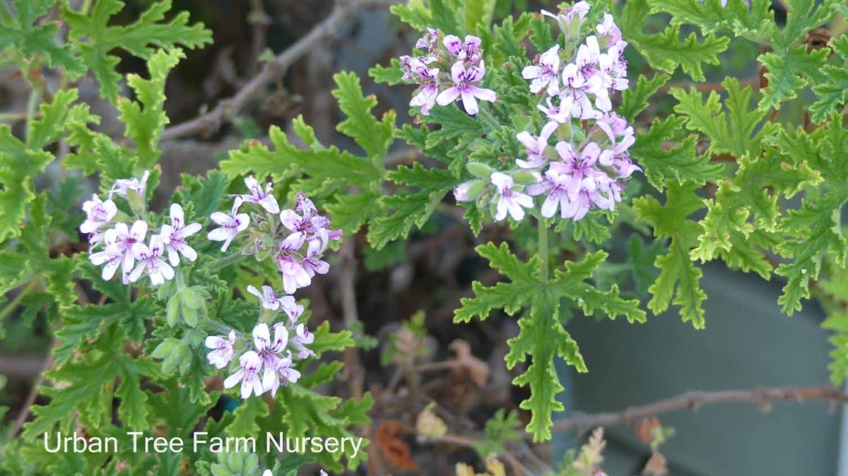 Pelargonium citrosum