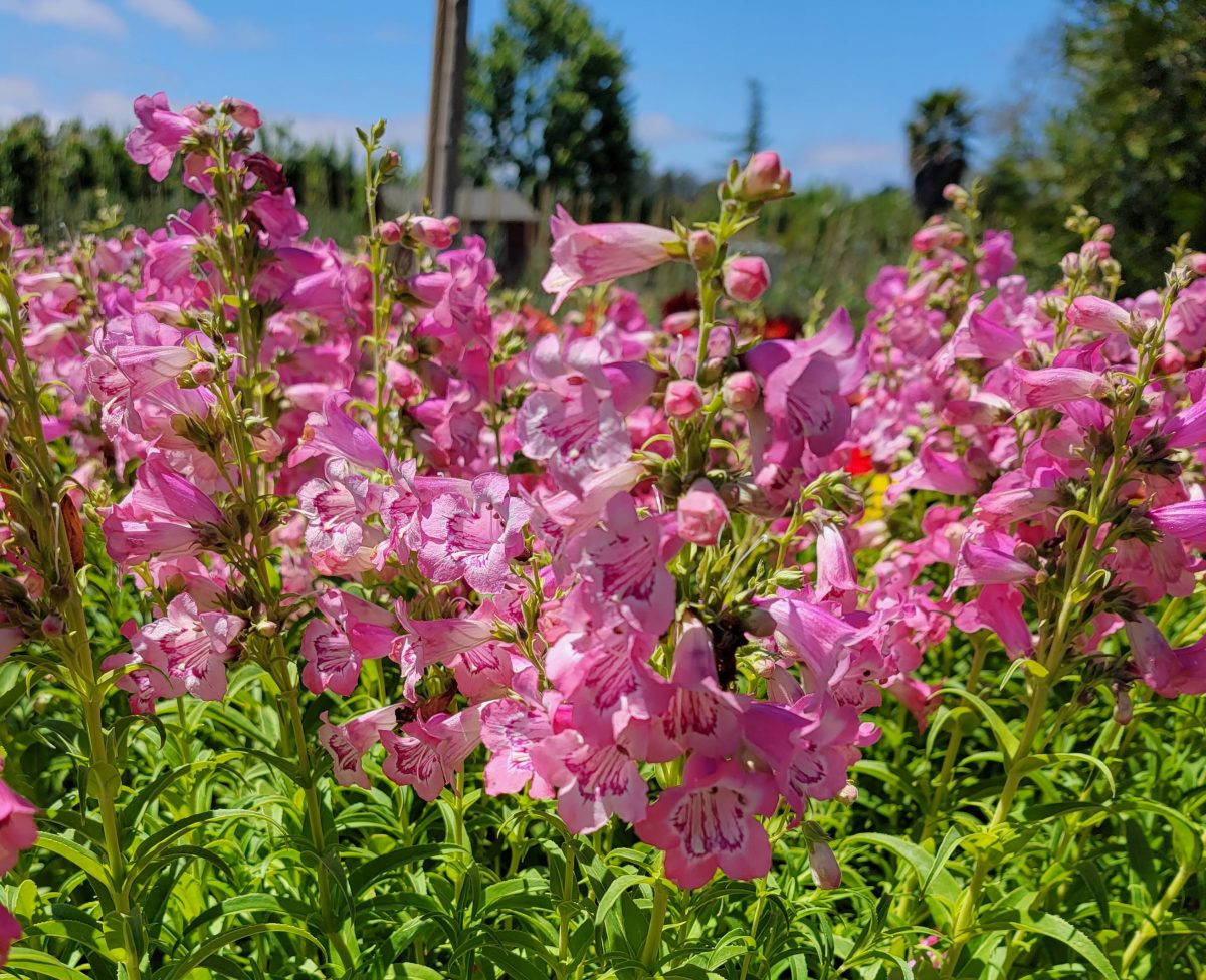 Penstemon Cha Cha Pink a scaled