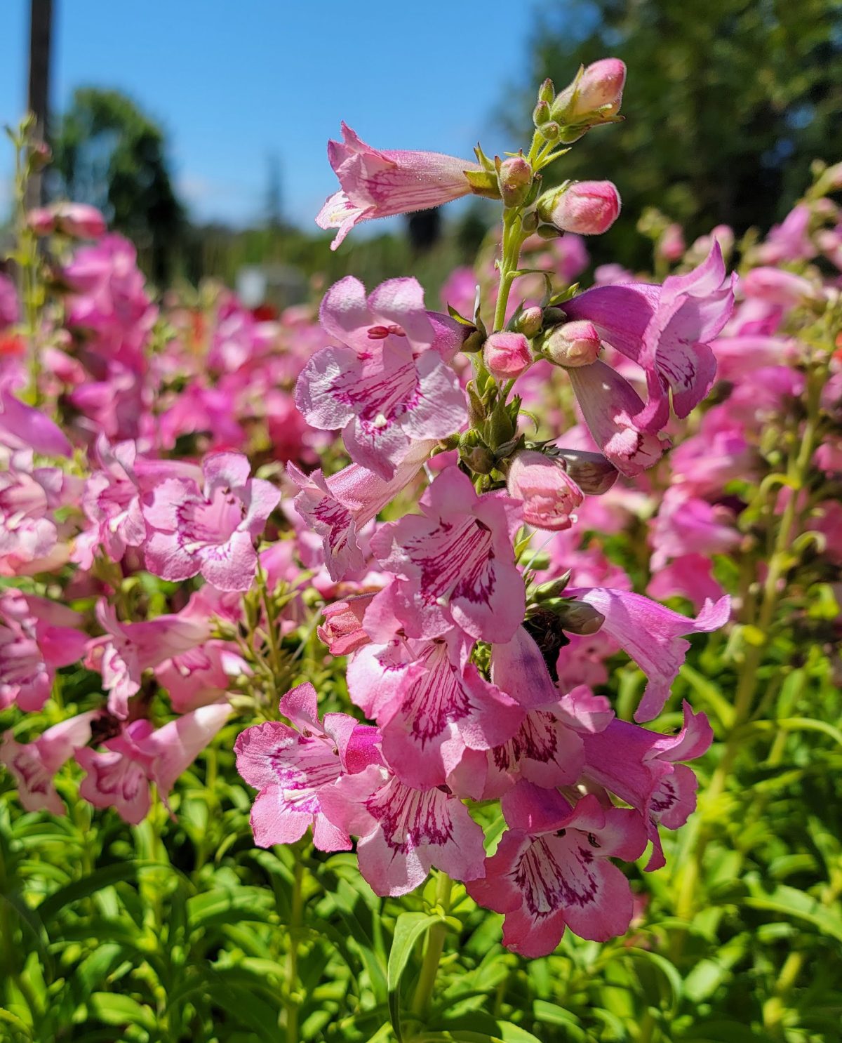 Penstemon Cha Cha Pink b scaled