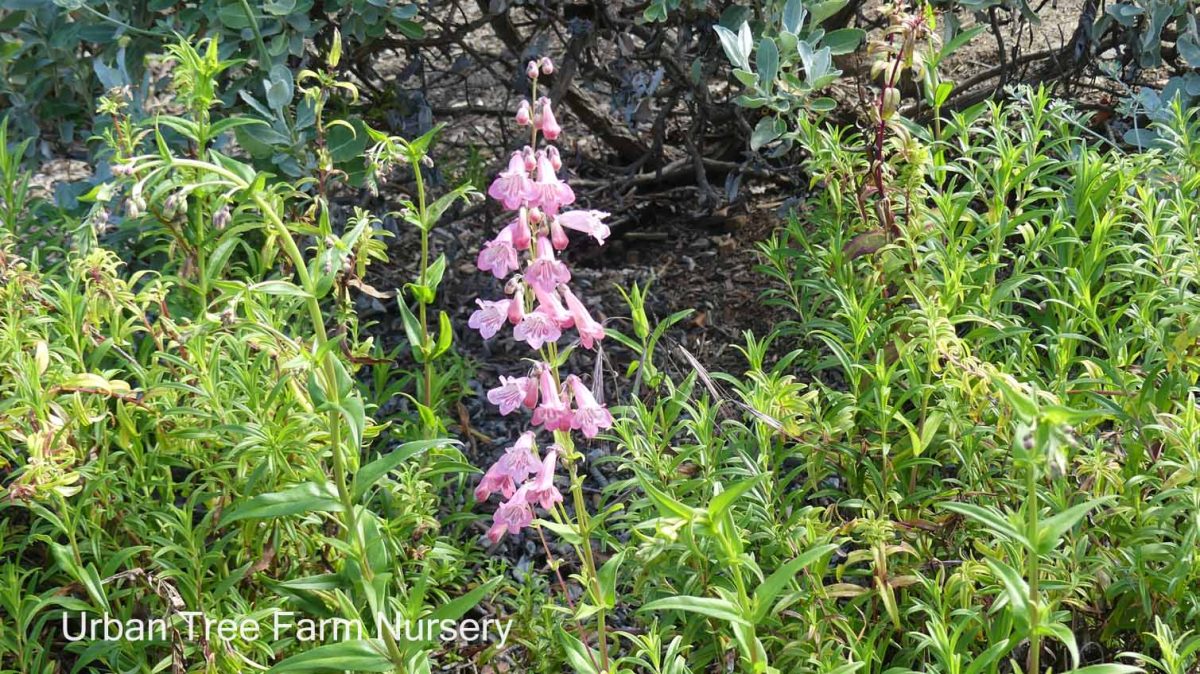 Penstemon barbatus