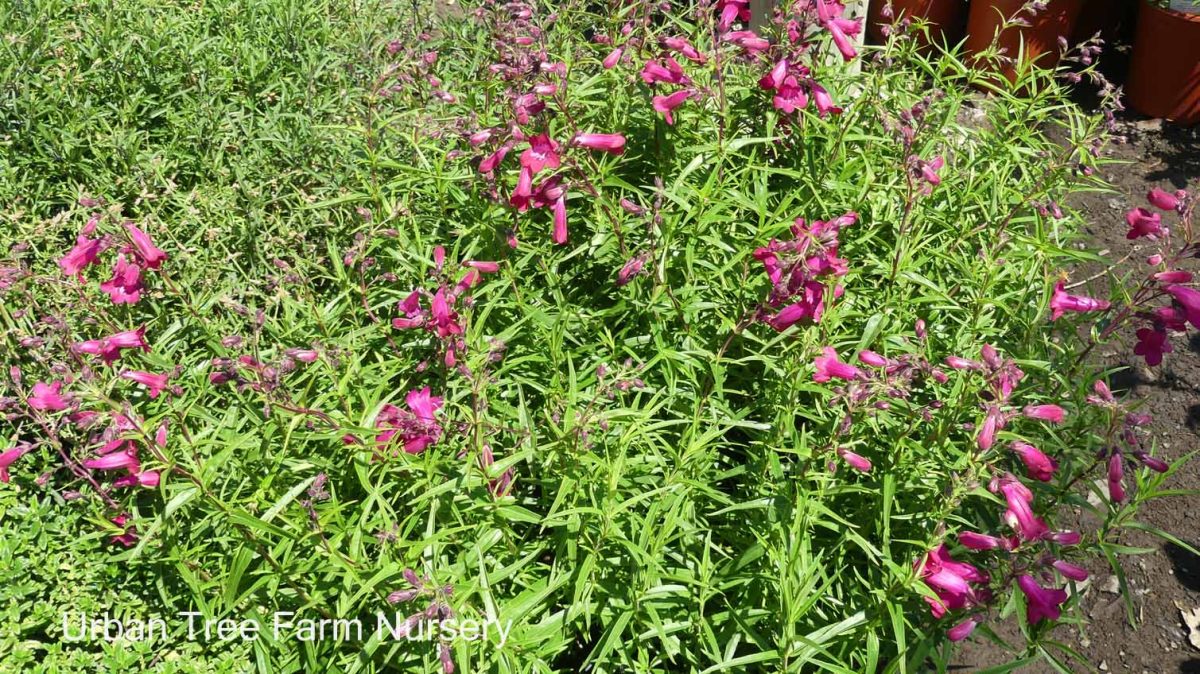 Penstemon x grandiflorus Garnet e