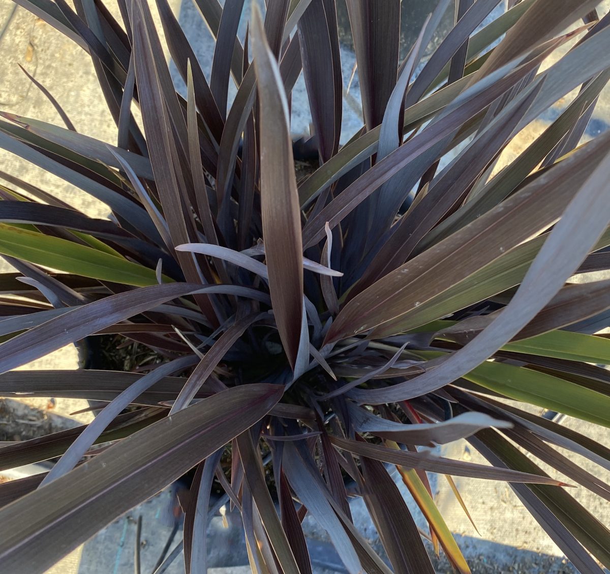 Phormium tenax Black Rage a