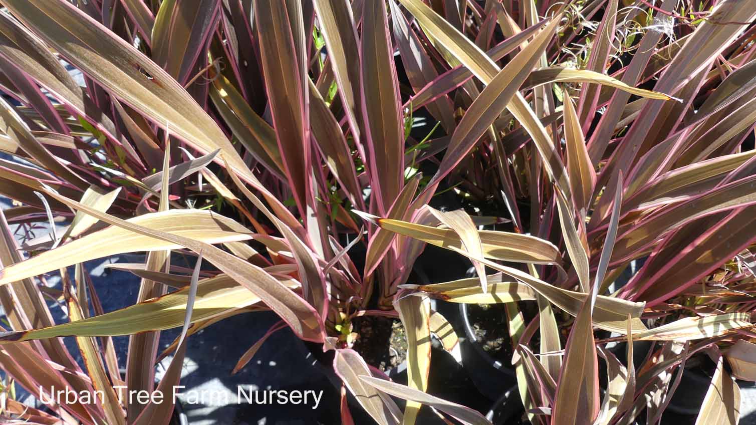 Phormium tenax 'Pink Stripe' | Urban Tree Farm Nursery
