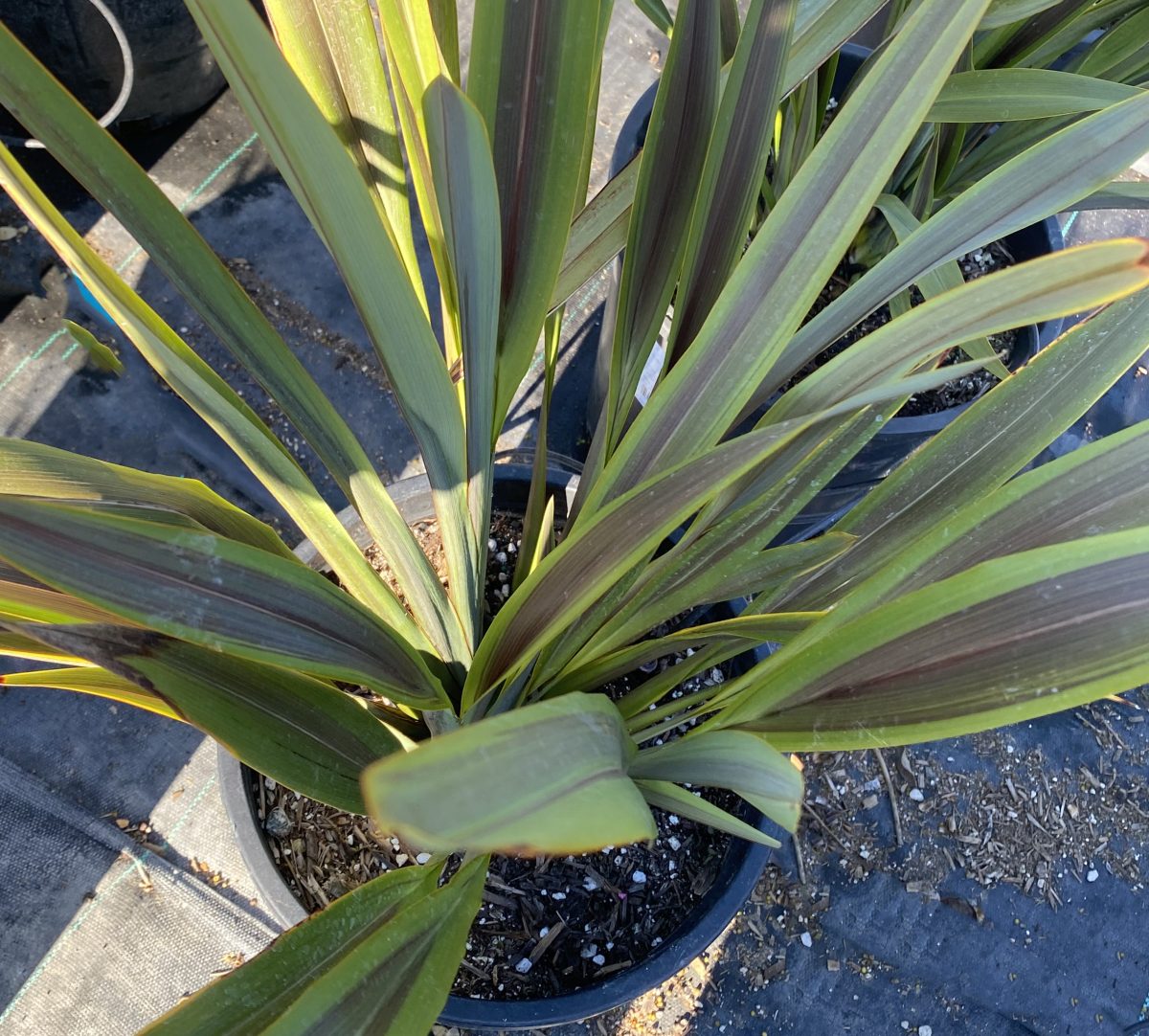 Phormium tenax Sea Jade a