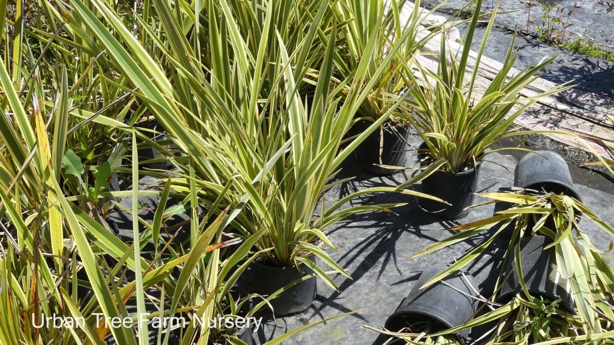 Phormium tenax Tony Tiger