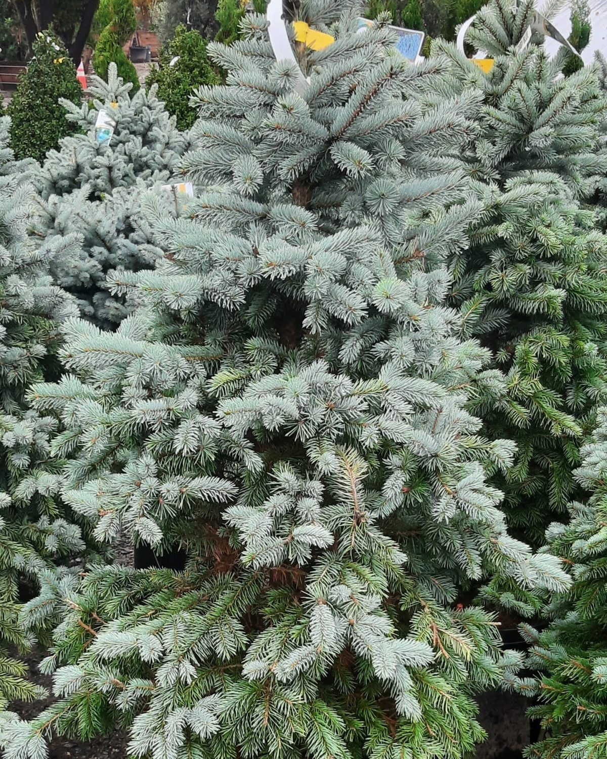 Picea pungens Baby Blue a