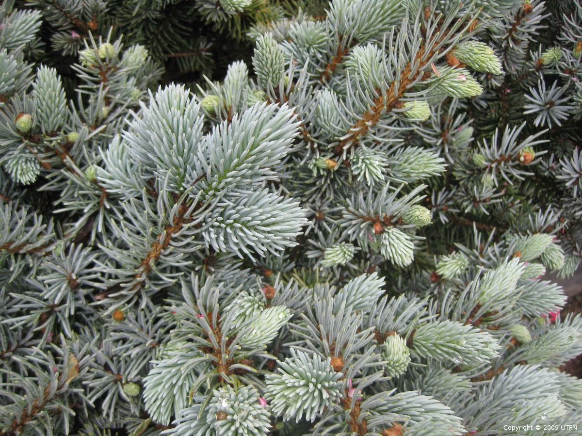 Picea pungens 'Globosa' | Urban Tree Farm Nursery