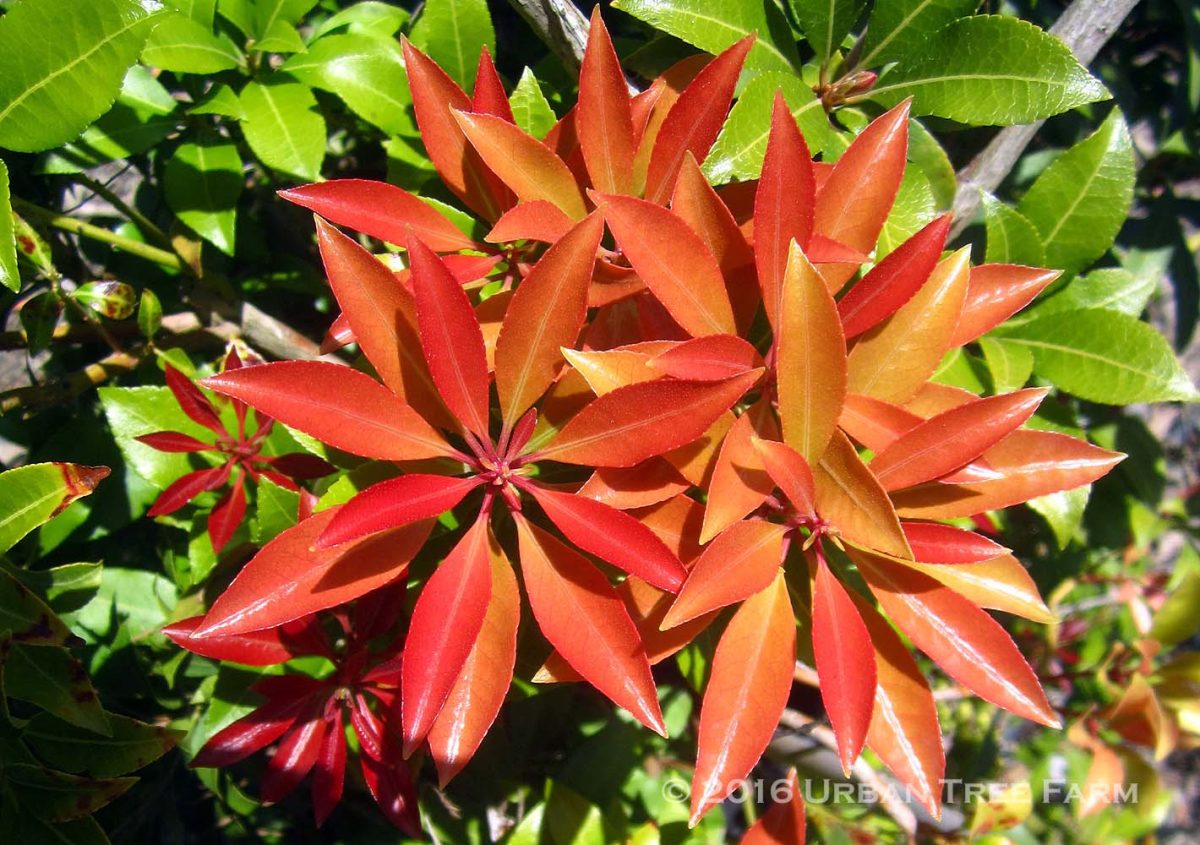 Pieris japonica Mountain Fire