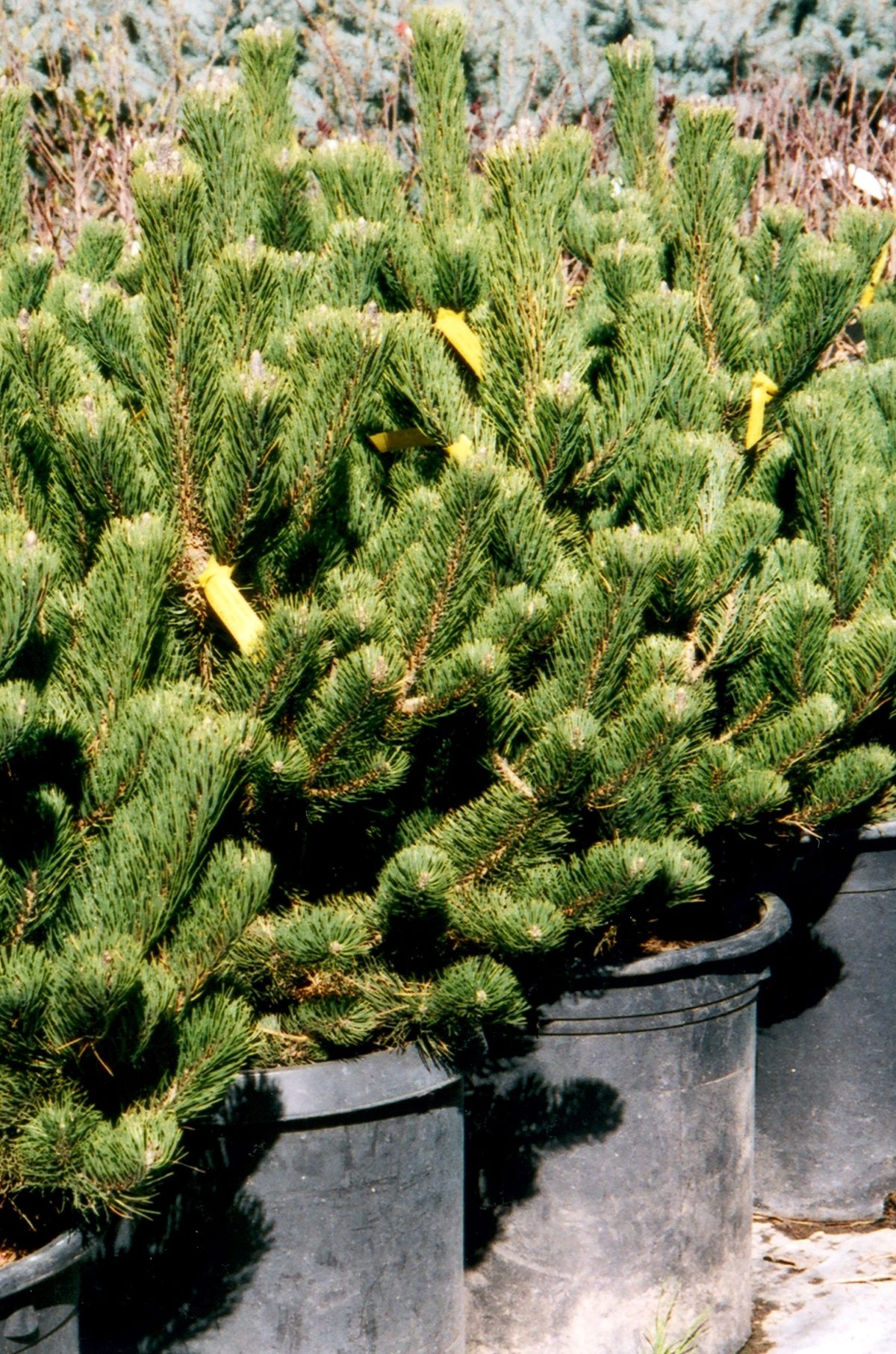 Pinus nigra Oregon Green a