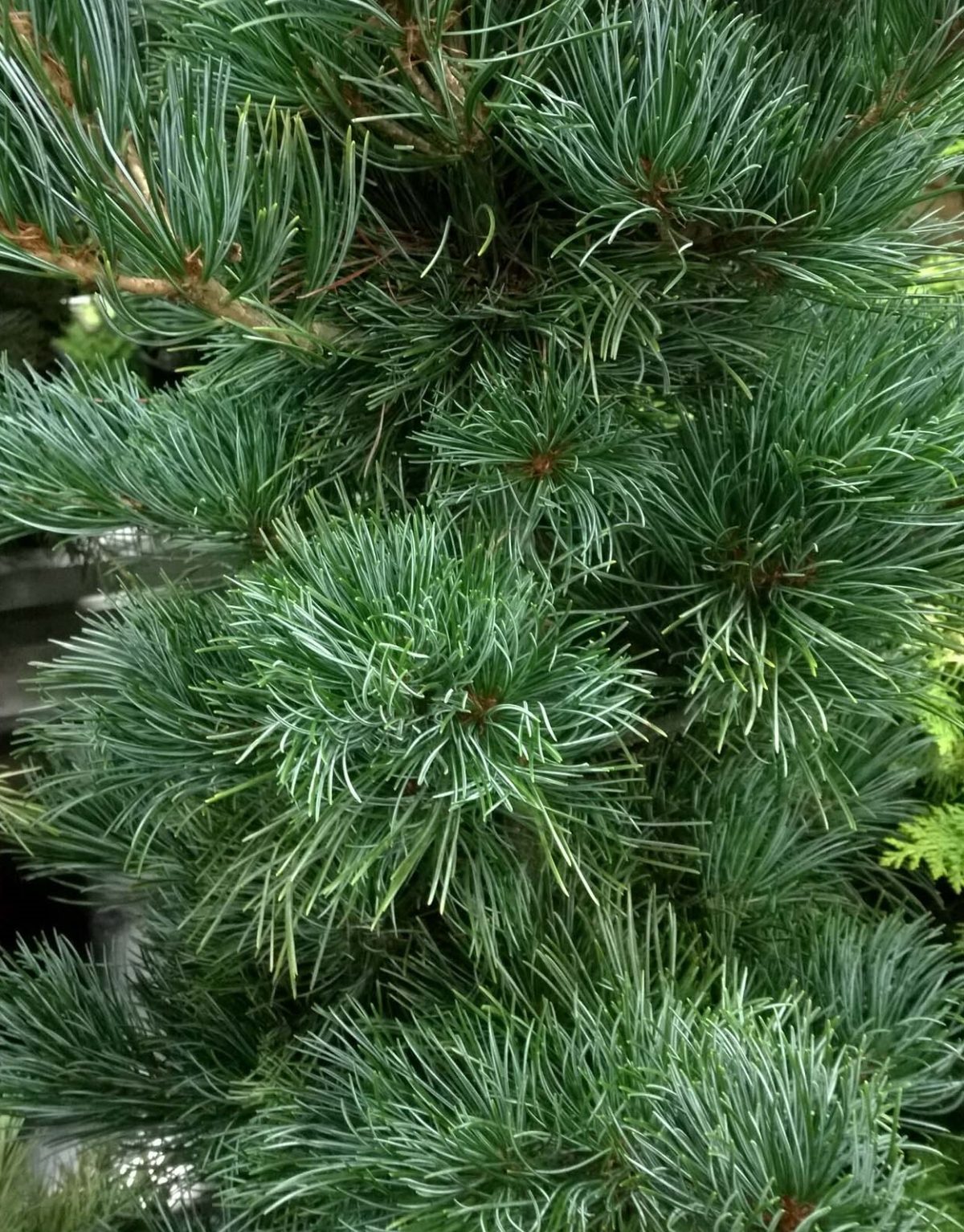 Pinus parvilflora Tempelhof b