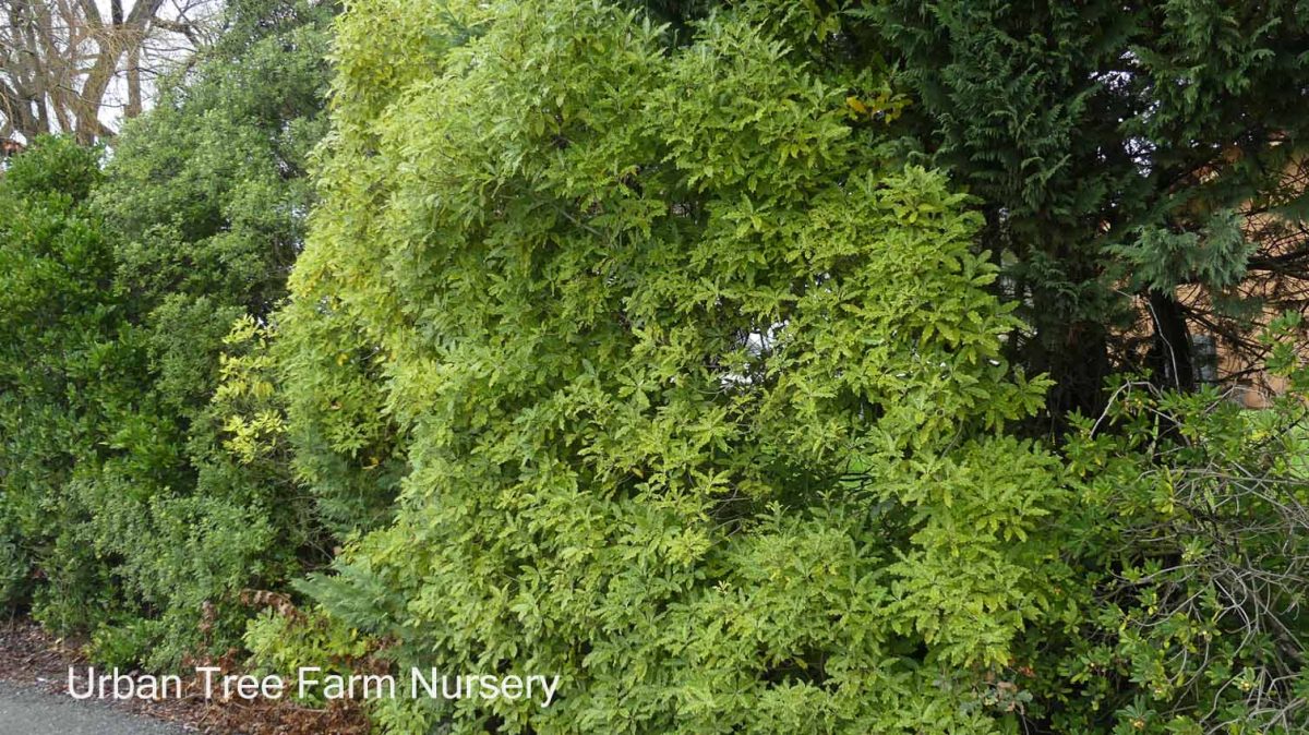 Pittosporum eugenioides