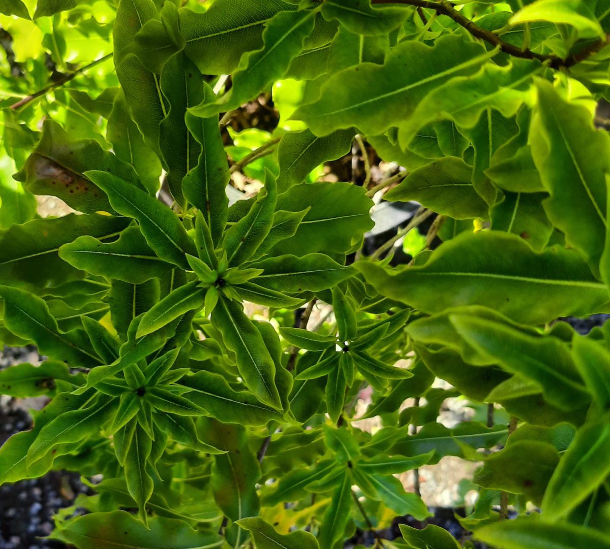 Pittosporum eugenioides STD