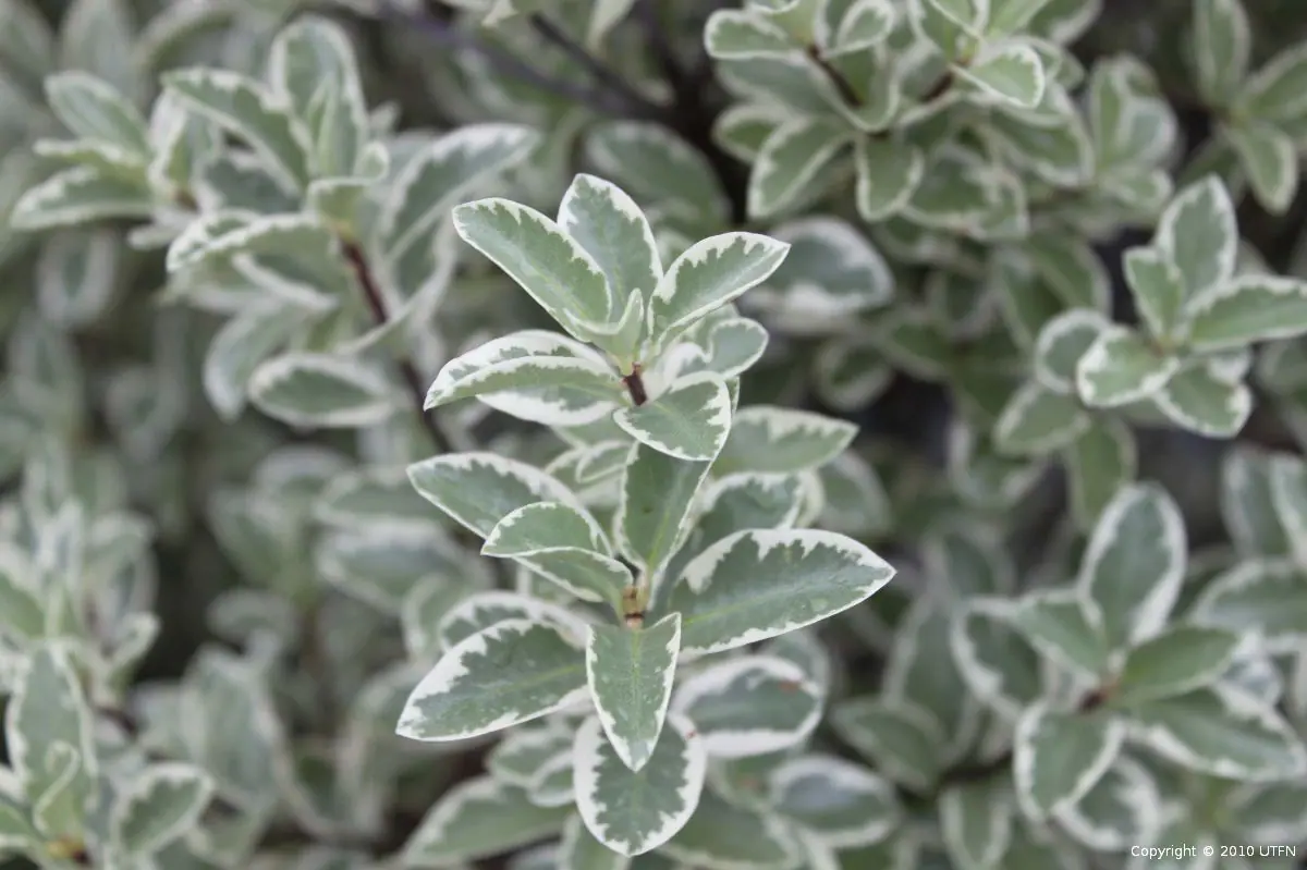 Pittosporum tenuifolium Deborah a