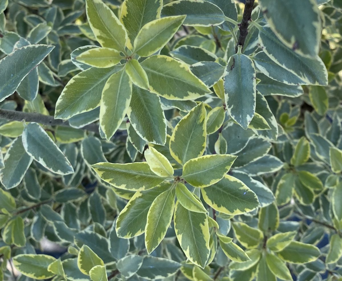 Pittosporum tenuifolium Pirouette PP a