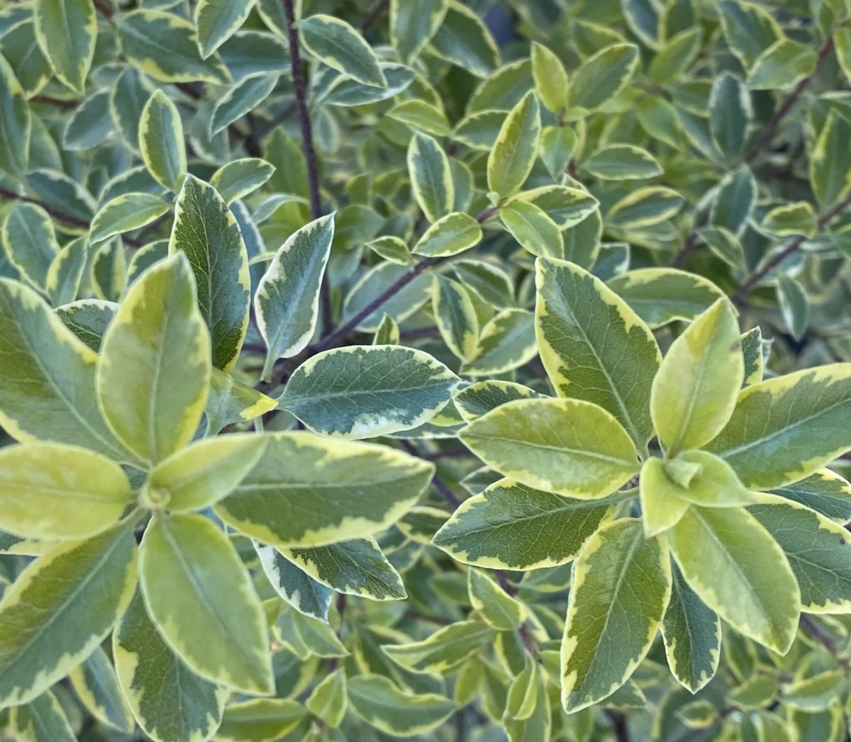 Pittosporum tenuifolium Pirouette PP b