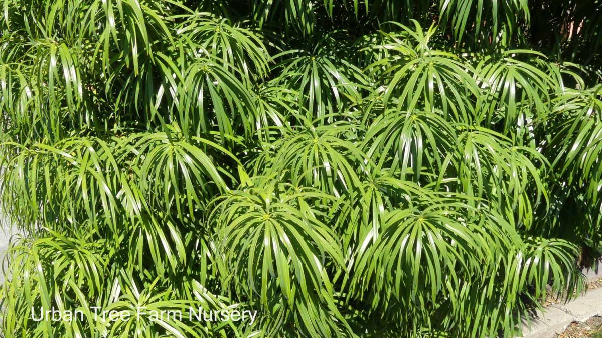 Podocarpus henkelii a