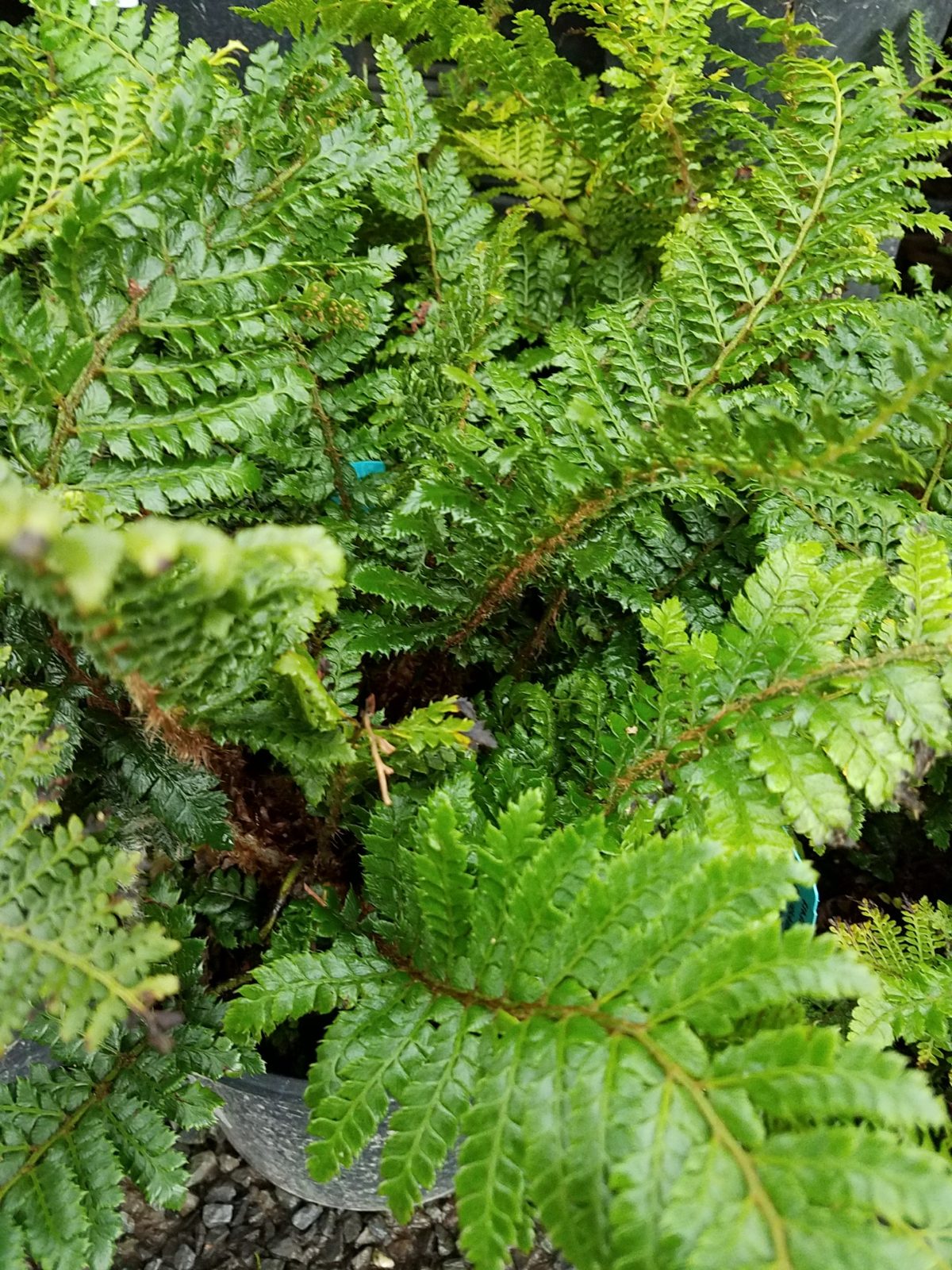 Polystichum polyblepharum a scaled