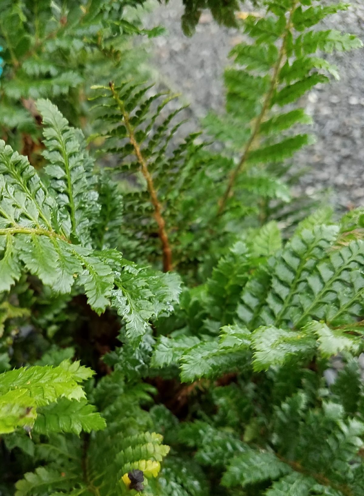 Polystichum polyblepharum b