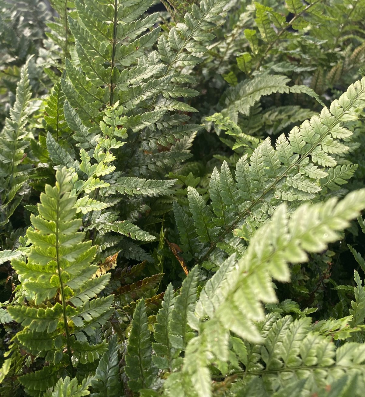 Polystichum tsus simense a scaled