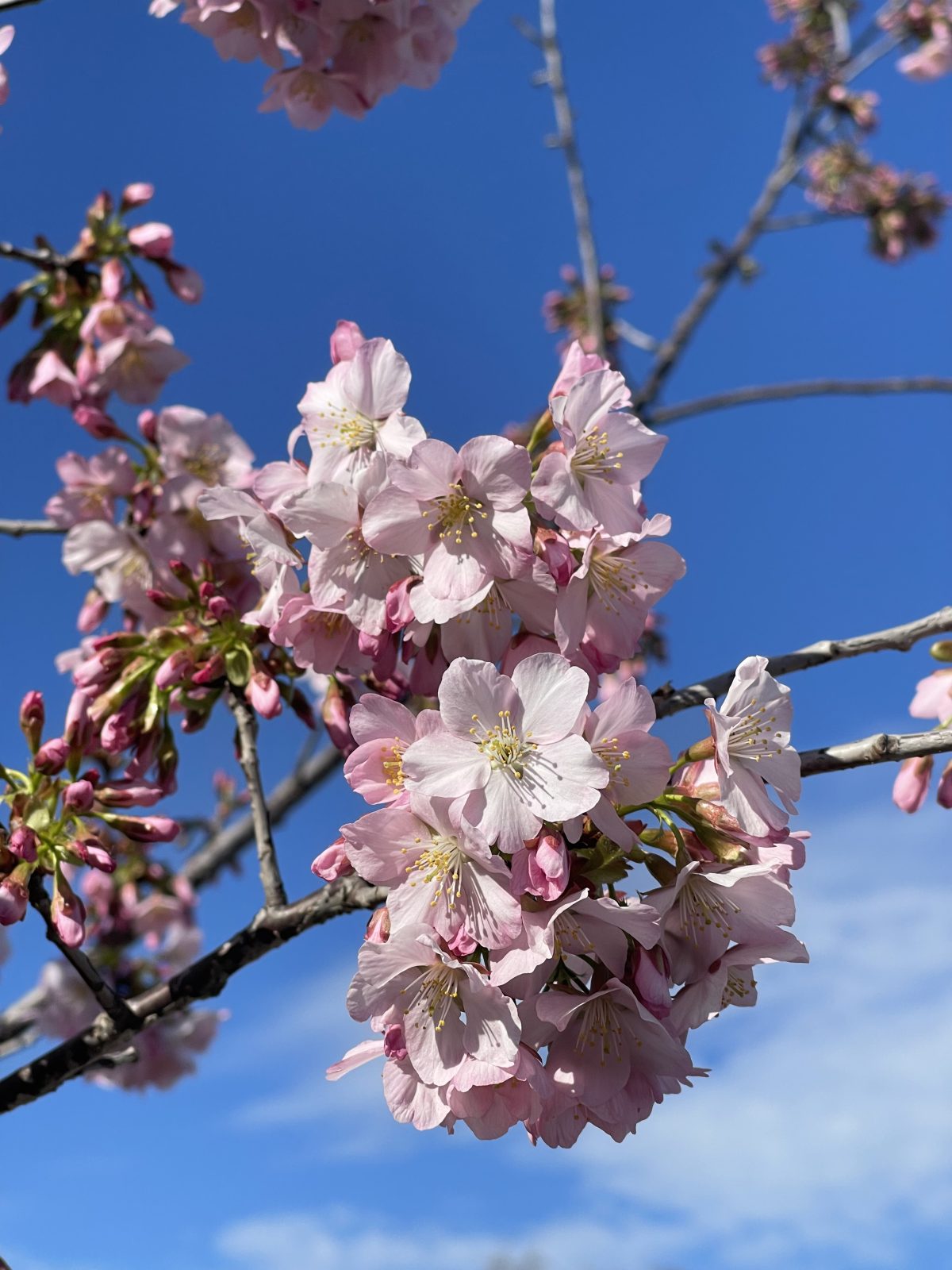 Prunus serrulata Pink Cloud scaled