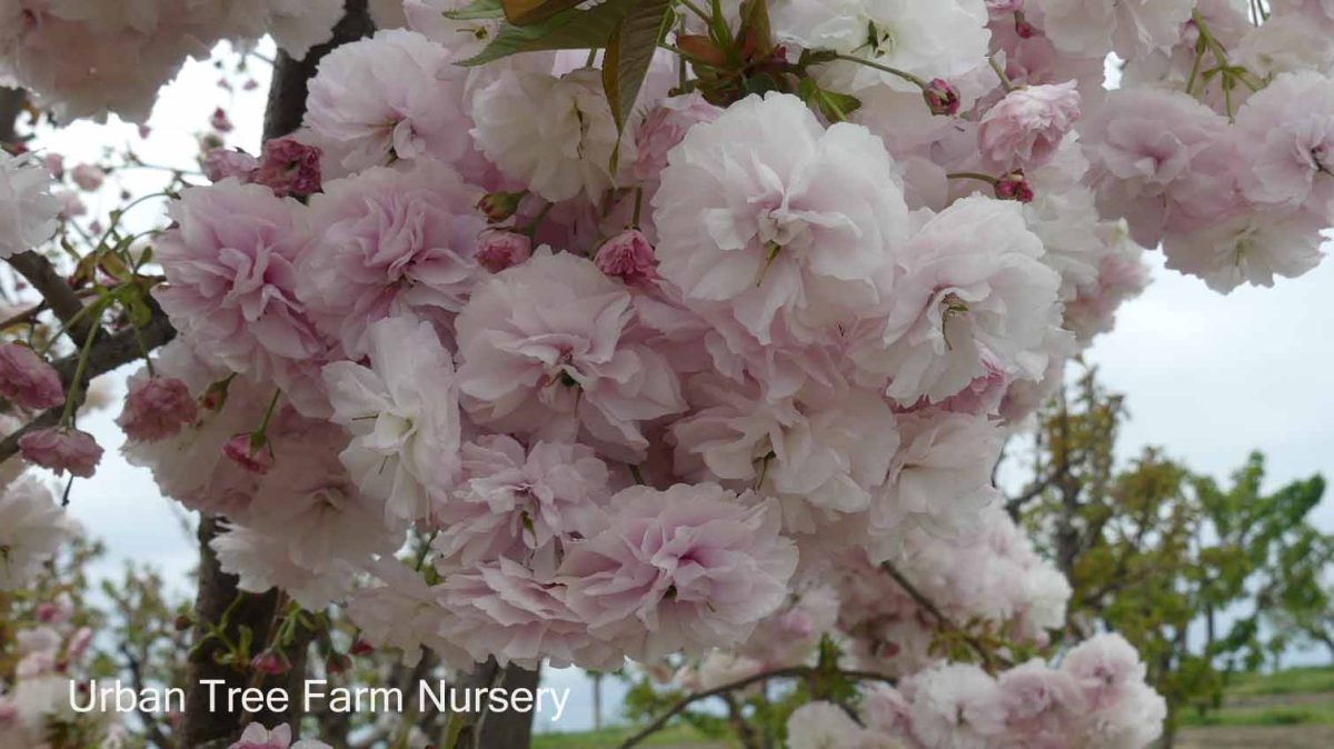 Prunus serrulata Shirofugen a