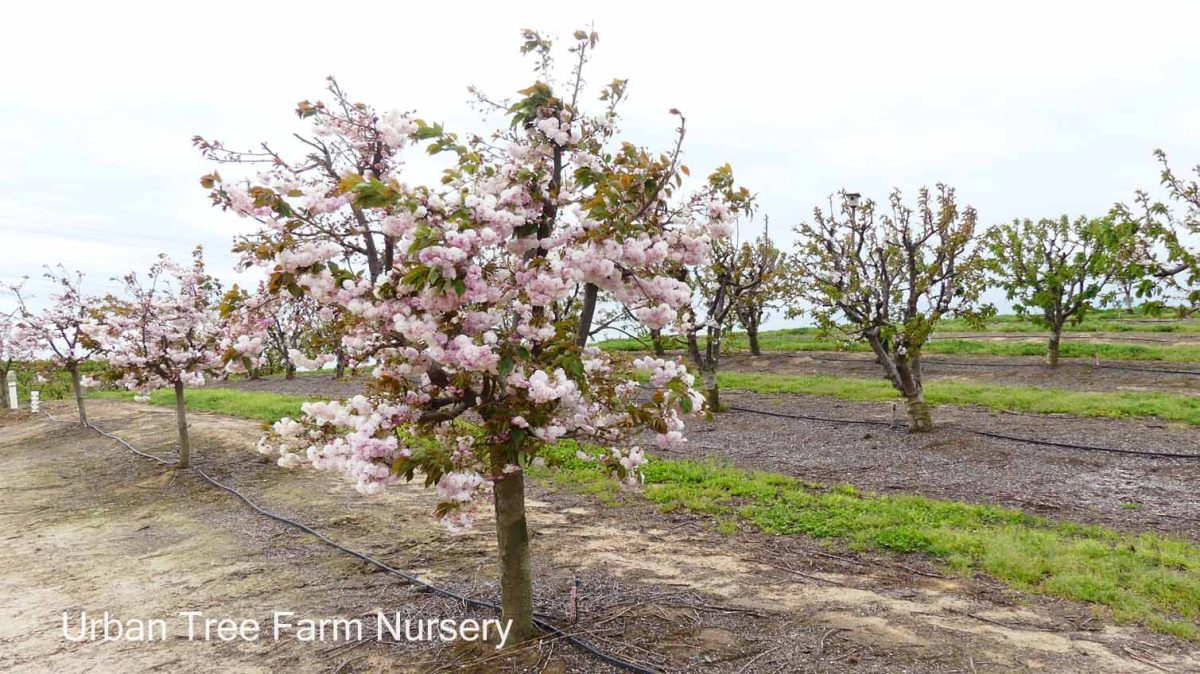 Prunus serrulata Shirofugen b