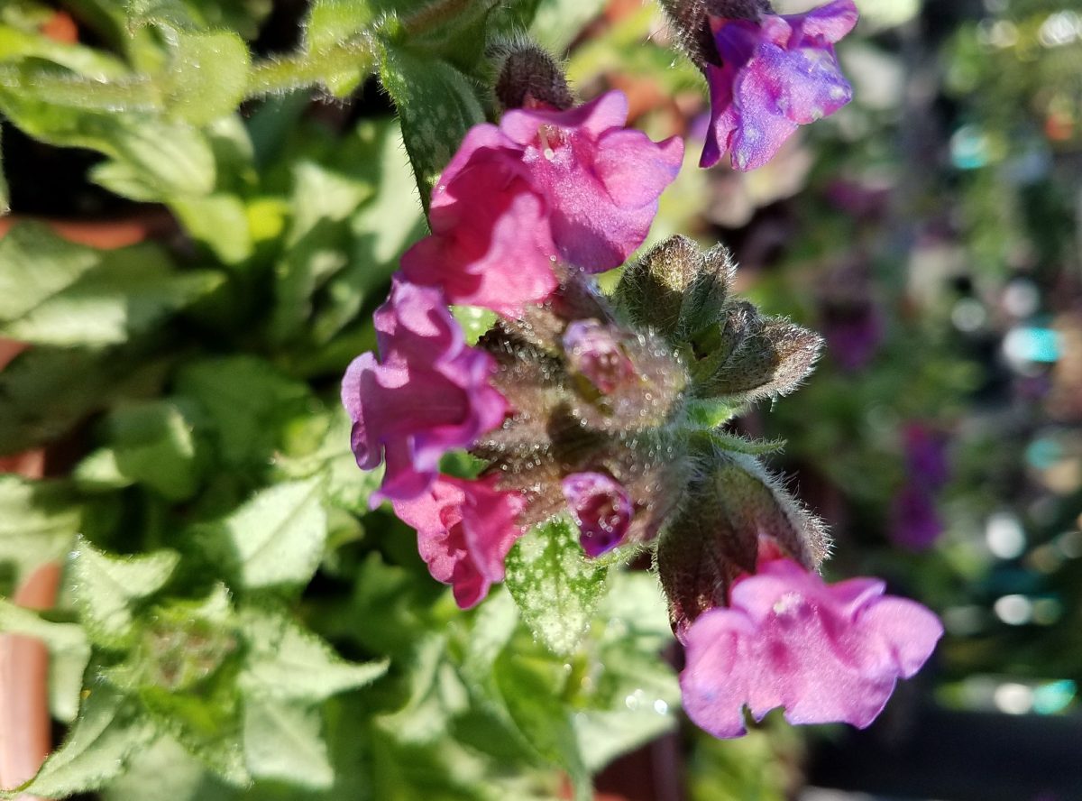 Pulmonaria longifolia Diana Clare a scaled