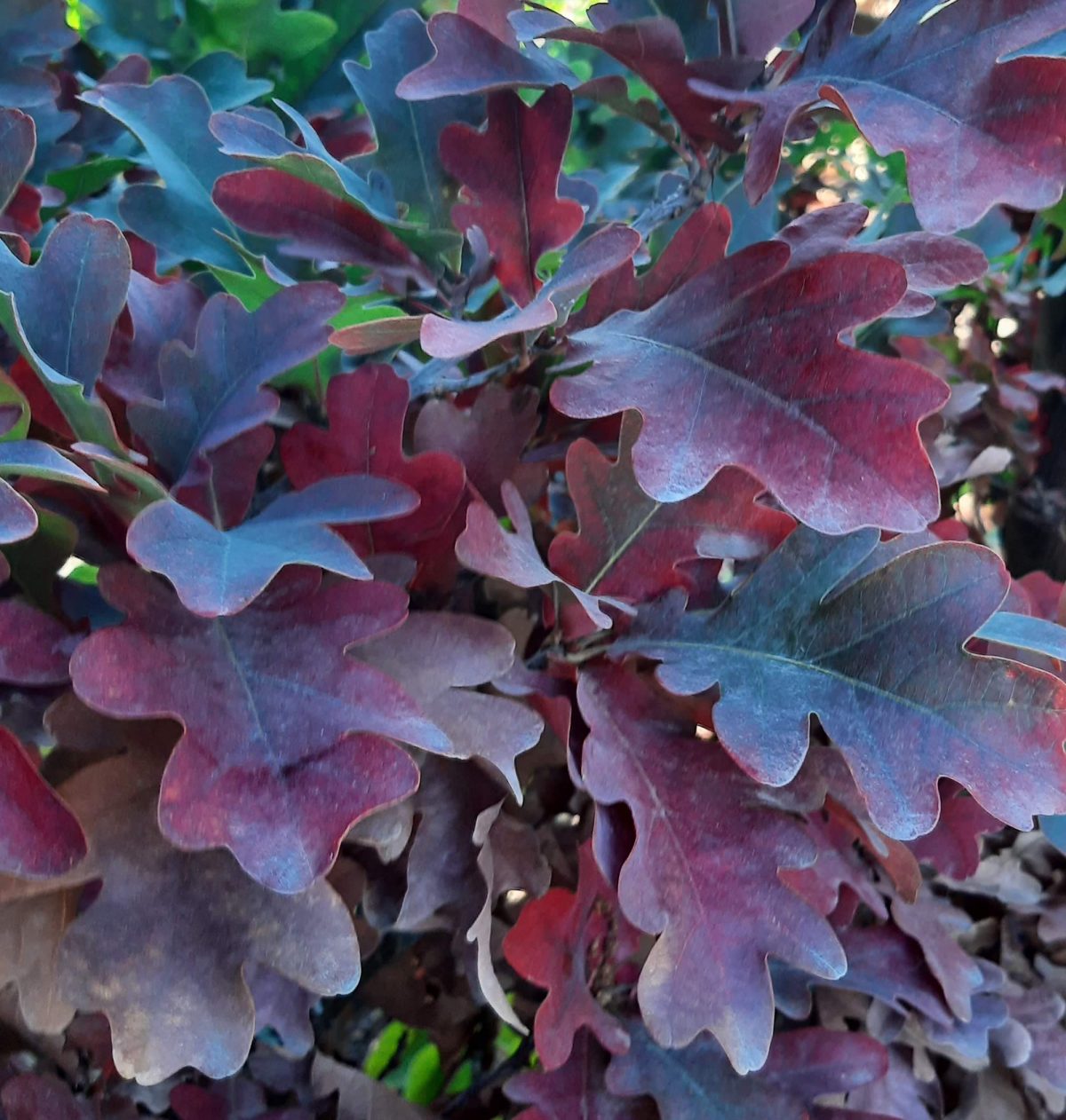 Quercus robur x alba Crimson spire a