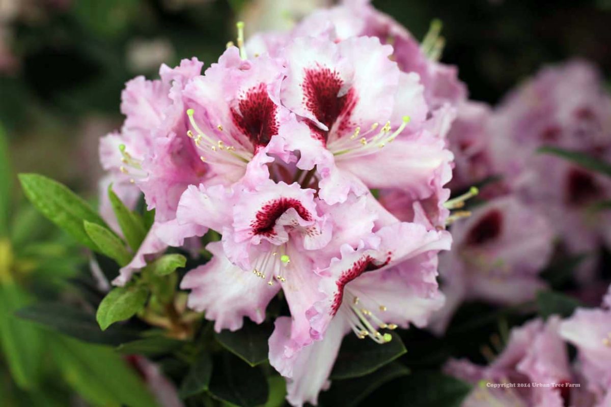 Rhododendron Kabarett