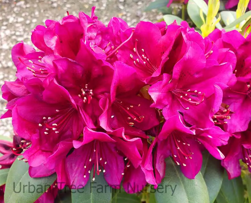 Rhododendron Polarnacht b