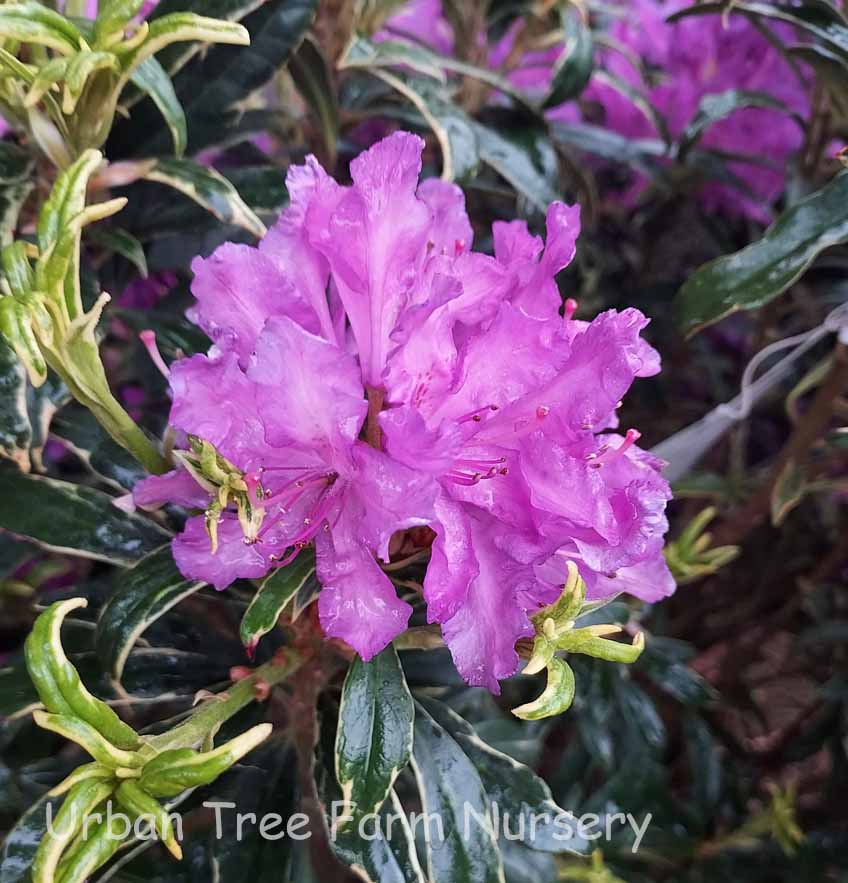 Rhododendron 'Ponticum Roseum Variegata' | Urban Tree Farm Nursery