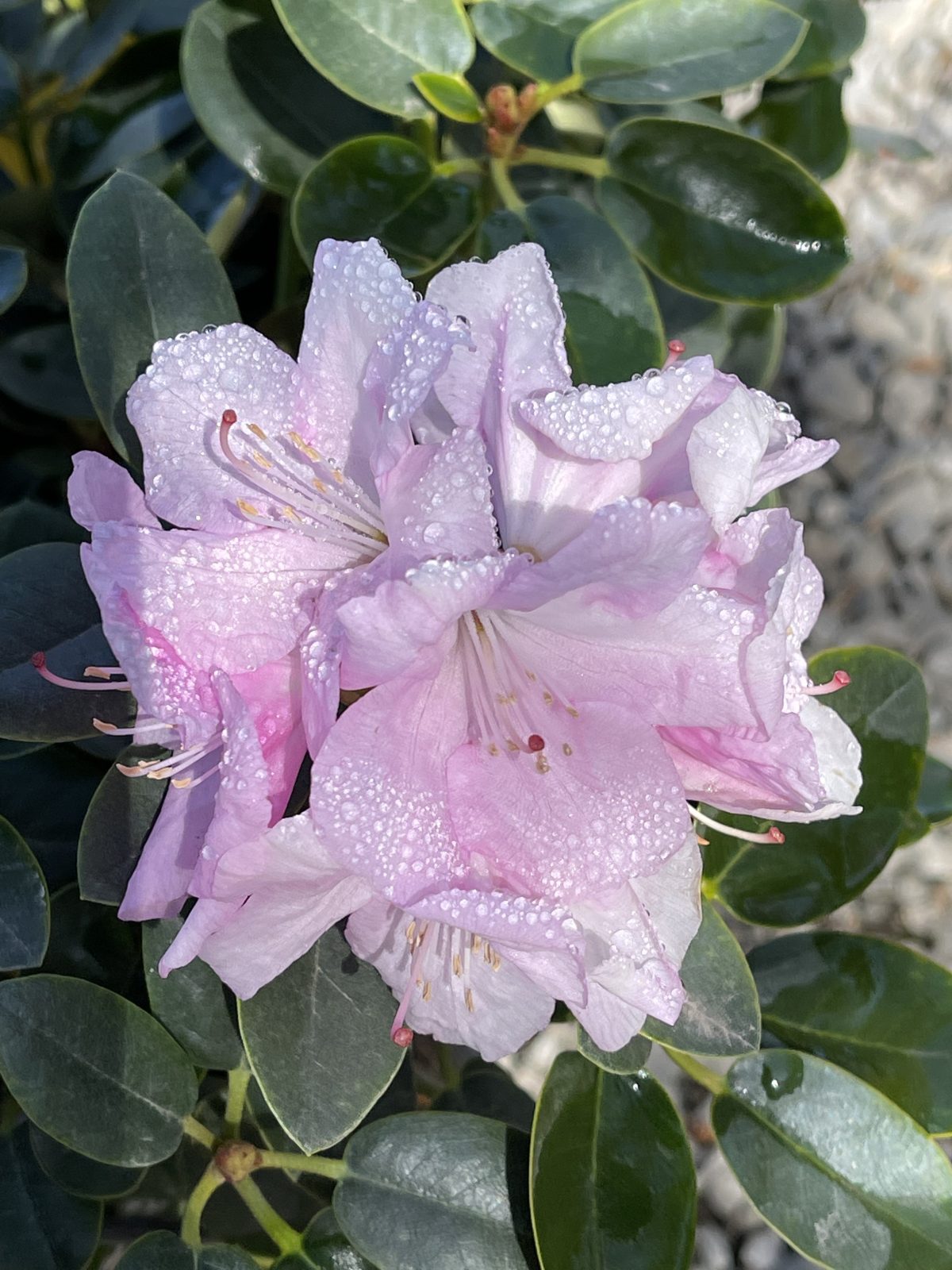 Rhododendron Royal Pink b scaled