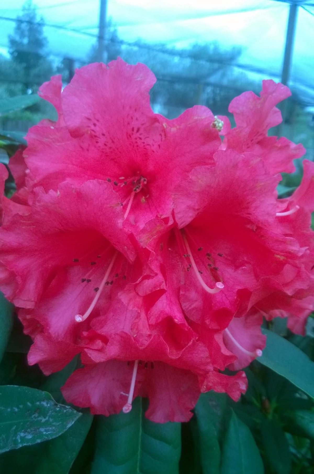 Rhododendron Taurus d