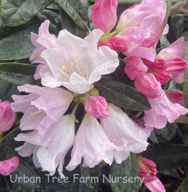 Rhododendron 'Teddy Bear' | Urban Tree Farm Nursery