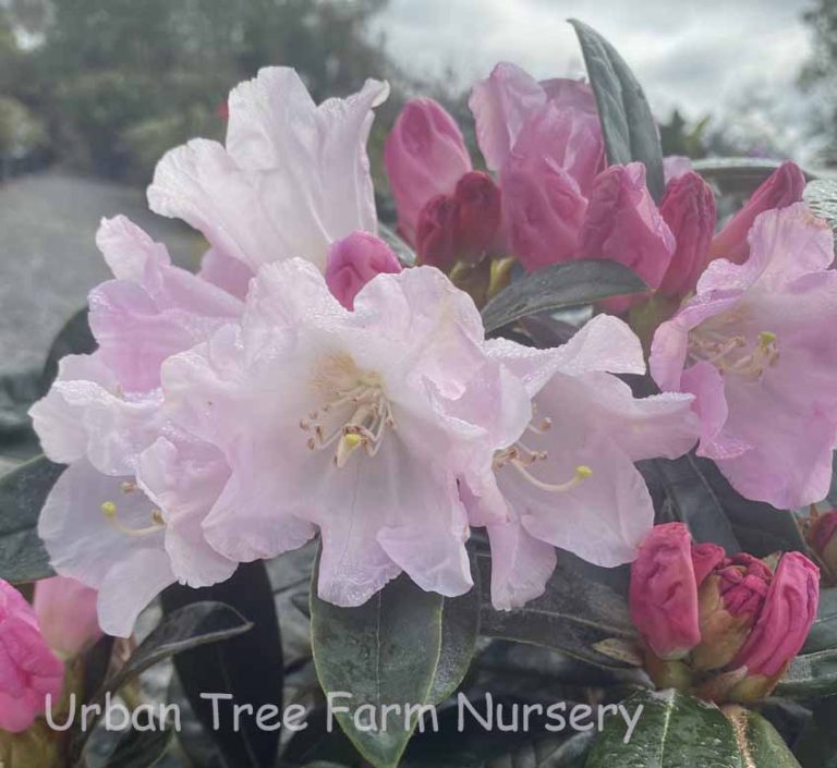 Rhododendron 'Teddy Bear' | Urban Tree Farm Nursery