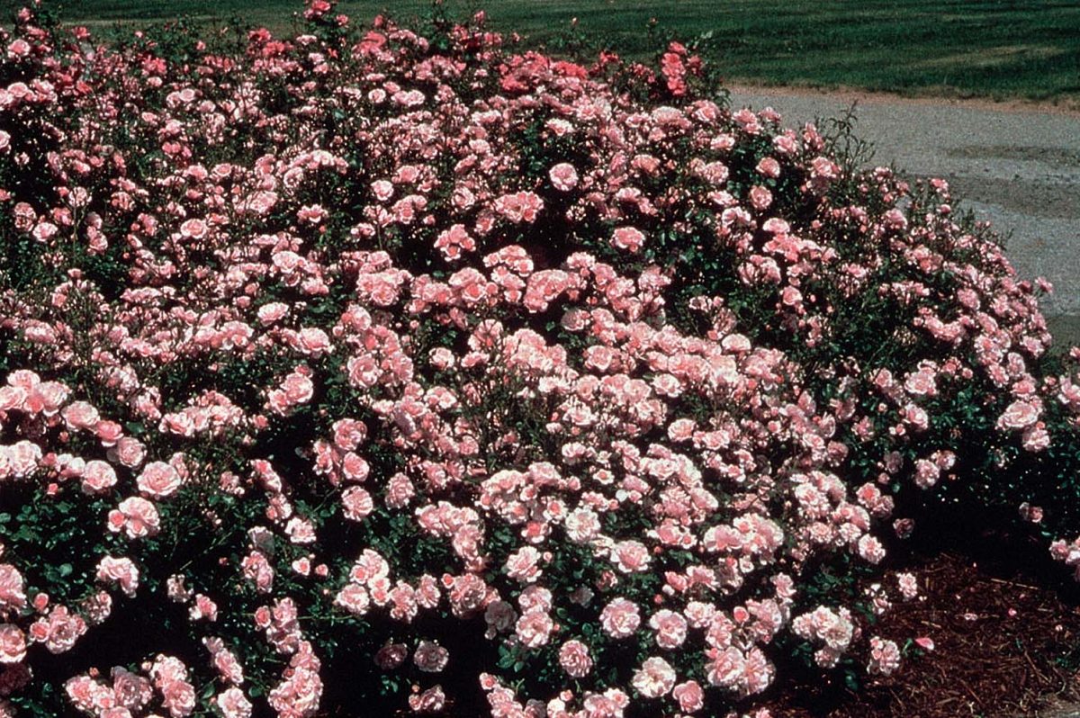 Rosa Bonica