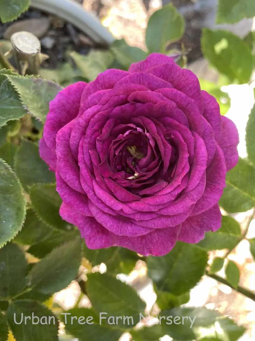 Rosa Ebb Tide a
